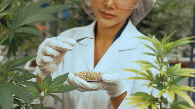 Foto cientista testa produto de cannabis em fazenda de cannabis indoor curativa