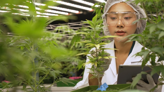 Cientista testa produto de cannabis em fazenda de cannabis indoor curativa