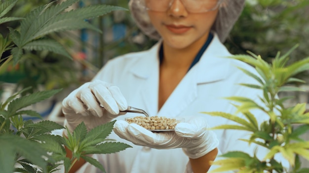 Cientista testa produto de cannabis em fazenda de cannabis indoor curativa