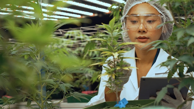 Cientista testa produto de cannabis em fazenda de cannabis indoor curativa