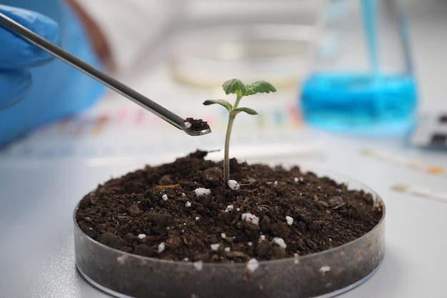 Cientista tira terra preta da placa de Petri com broto de cannabis na mesa em controle de laboratório