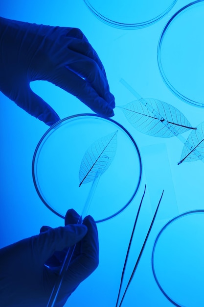 Foto cientista trabalhando com placas de petri em laboratório