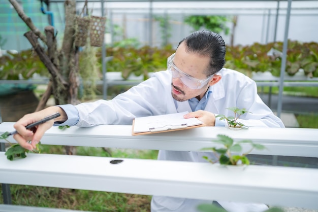 Cientista trabalhando para pesquisar na agricultura, planta verde na estufa do laboratório de ciências da biologia, teste de experimento orgânico para biotecnologia de alimentos medicinais, biólogo da ecologia da botânica no crescimento agrícola