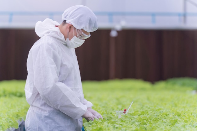 Cientista verificando e testando o produto químico da água para alimentar uma planta vegetal em uma fazenda com efeito de estufa. Fazenda orgânica com alta tecnologia. Agricultura para alimentação futura. As alfaces crescem por hidroponia.