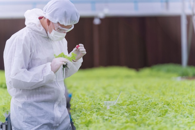 Cientista verificando e testando o produto químico da água para alimentar uma planta vegetal em uma fazenda com efeito de estufa. Fazenda orgânica com alta tecnologia. Agricultura para alimentação futura. As alfaces crescem por hidroponia.