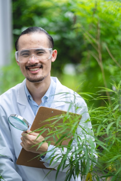 Foto cientista verificando plantas de cânhamo de cannabis orgânica em uma estufa de ervas daninhas. conceito de legalização de ervas para medicina alternativa com óleo cbd, fármaco comercial na indústria de medicina