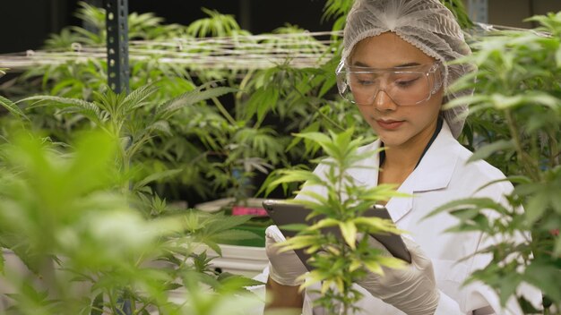 Cientistas testam produtos de cannabis em fazendas de cannabis curativas interiores com equipamento científico antes da colheita para produzir produtos de cannabis