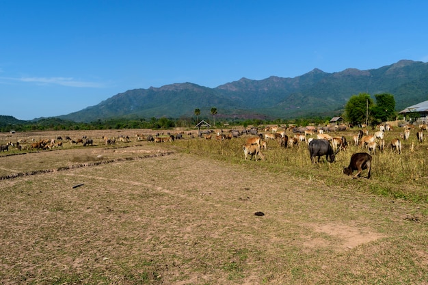 Cientos de animales en el campo