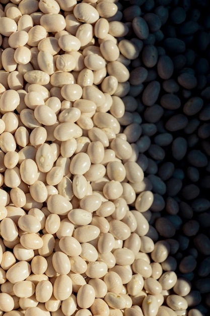 Foto cientos de frijoles blancos a la vista.