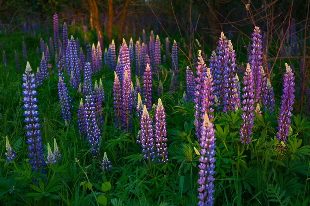 Cierra los altramuces morados al atardecer en primavera o principios de verano.