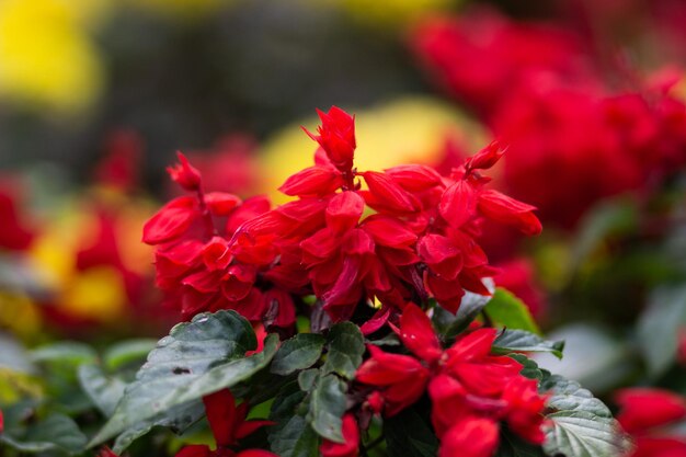 Cierra los arbustos de salvia roja con las flores en flor