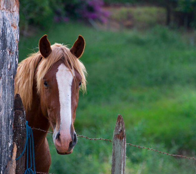 Cierra el caballo en la granja.