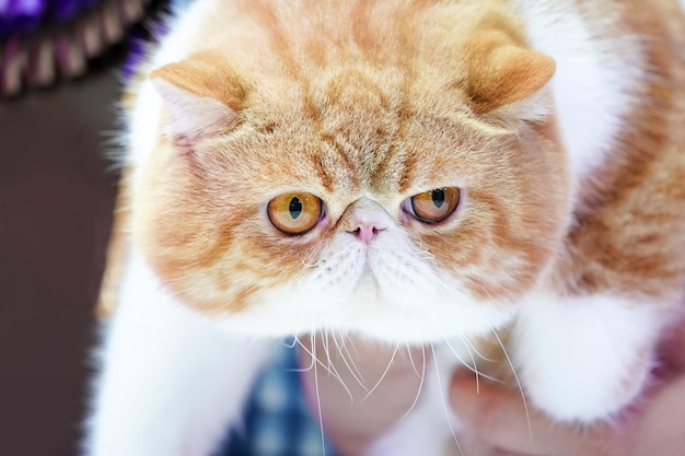 Cierra la cara corta del gato persa, la nariz corta y el cabello castaño anaranjado con el patrón del tigre.