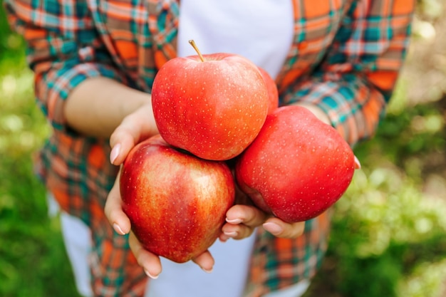 Cierra la cosecha madura de manzanas orgánicas en manos de una agricultora