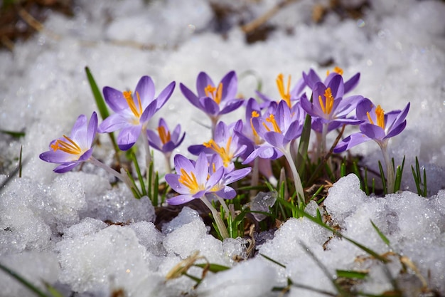 Cierra la flor de azafrán de primavera en la nieve que se derrite bajo el sol