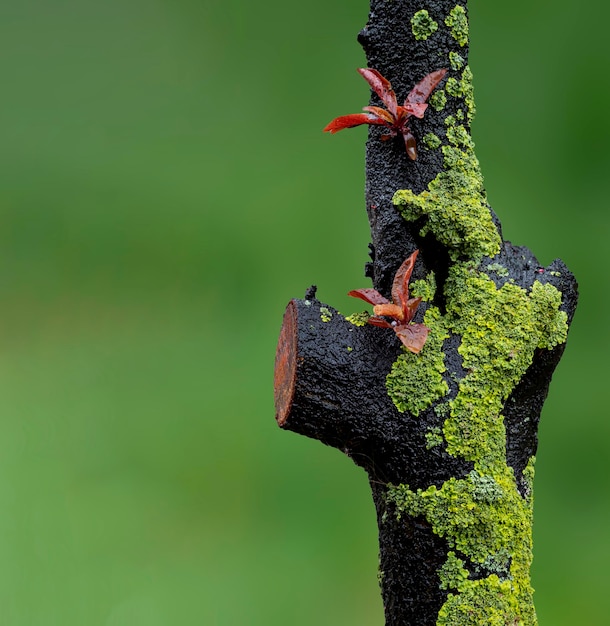 Cierra una flor roja en ciernes en la rama de un árbol