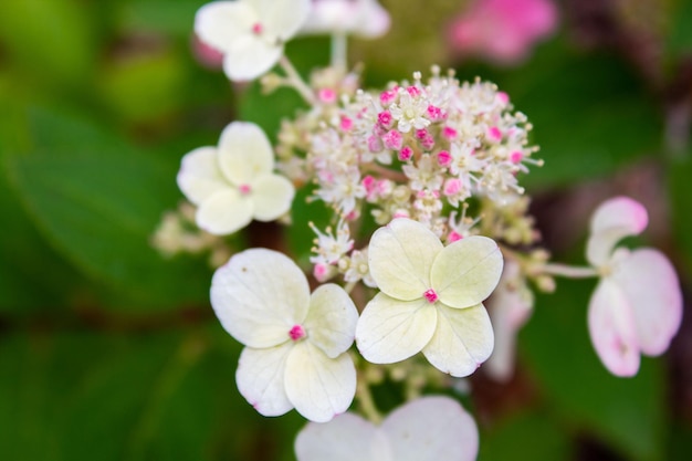 Cierra las flores de hortensias blancas con manchas rosas.