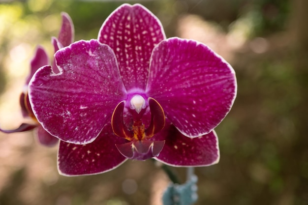 Cierra la foto de la flor de la orquídea violeta cuando florece en el jardín de flores.