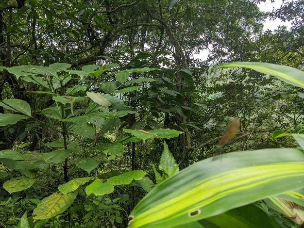 Cierra la foto de la mosca del dragón sobre la licencia verde en el bosque tropical.