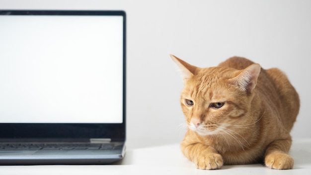 Cierra el gato naranja tirado en la mesa con la pantalla blanca del portátil