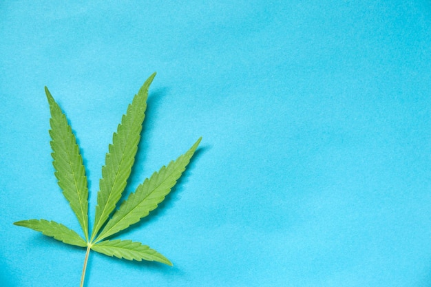 Cierra la hoja de cannabis fresca sobre un fondo azul.