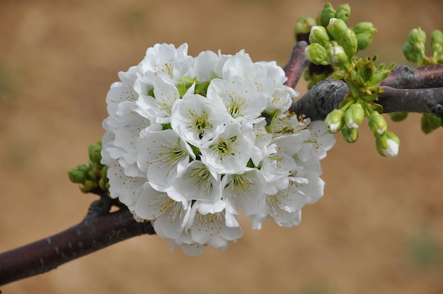 Cierra unas maravillosas flores de cerezo, flores blancas de la variedad Napoleón en Manisa, Turquía.