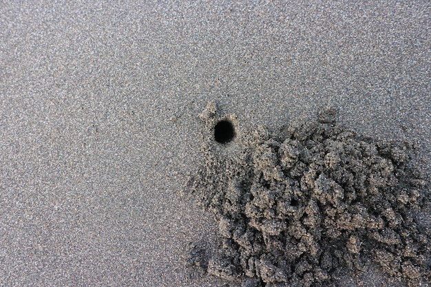 Cierra el nido de cangrejo de mar en la playa. con playa de arena negra marrón