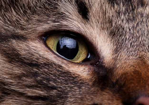 Cierra los ojos del gato. foto de estudio