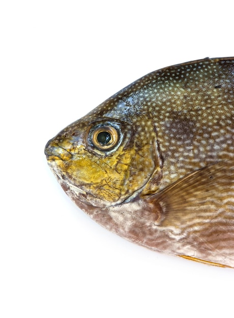 Foto cierra el pez conejo de java, el pez espina con manchas azules o el pez espina con rayas sobre un fondo blanco