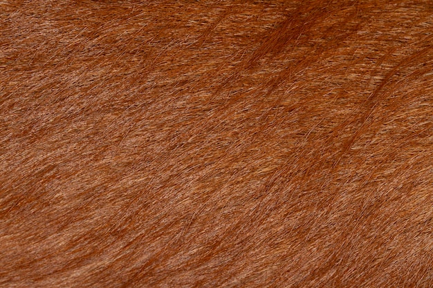 Cierra la piel de perro marrón para obtener textura y patrón.