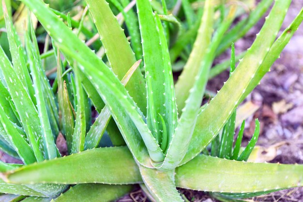 Cierra la planta de aloe vera verde fresca en el jardín de hierbas