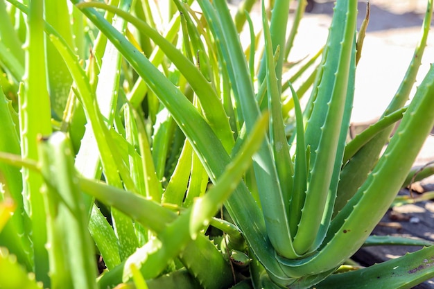 Cierra la planta de aloe vera verde fresca en el jardín de hierbas