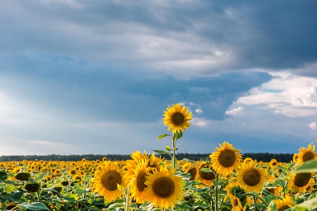 Cierra los revoloteos de girasol en el viento en el cielo azul como fondo