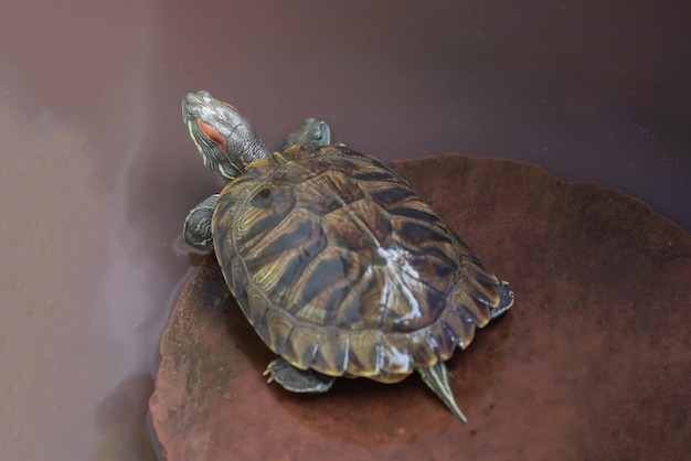 Cierra la tortuga deslizante Redeared como mascota y quédate en el agua