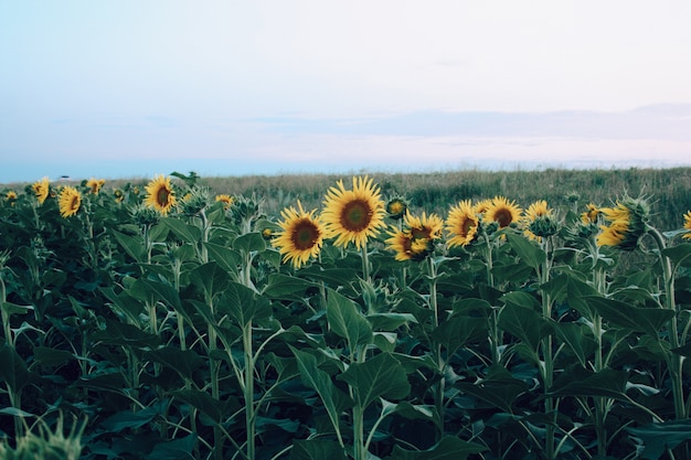 Cierre amarillo del brote del campo del girasol encima del fondo natural