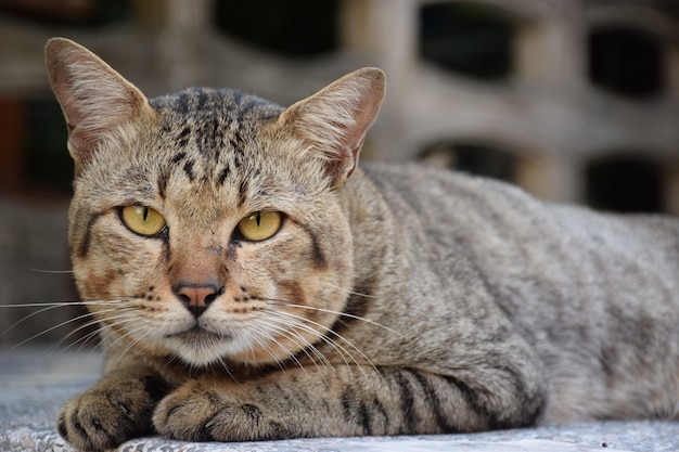 El cierre para arriba de la cara marrón gris gris del gato coloca y enmascara el fondo de la pared del gato