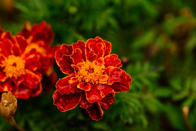 Cierre de caléndula amarilla en el jardín de su casa con colores vivos de la naturaleza. flor de caléndula francesa