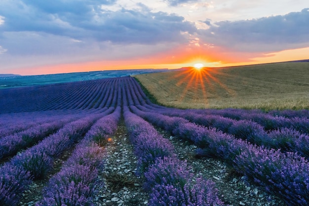 Cierre los campos perfumados de flores de lavanda en filas interminables en el enfoque selectivo de la puesta de sol en los arbustos