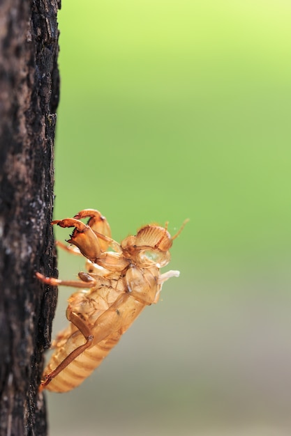 Cierre Cicada slough o muda mantenga en el árbol