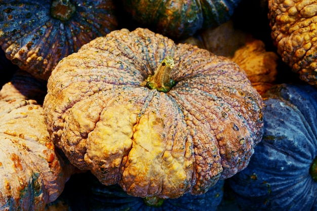 Cierre crudo fresco de la calabaza encima del fondo