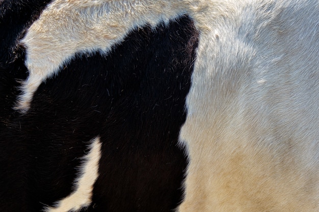 Foto cierre de cuero de vaca blanco y negro real