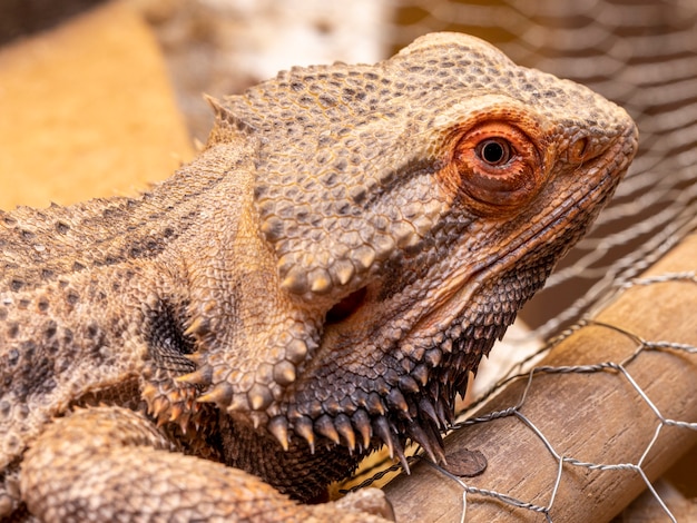 Cierre en un dragón barbudo (Pogona sp).