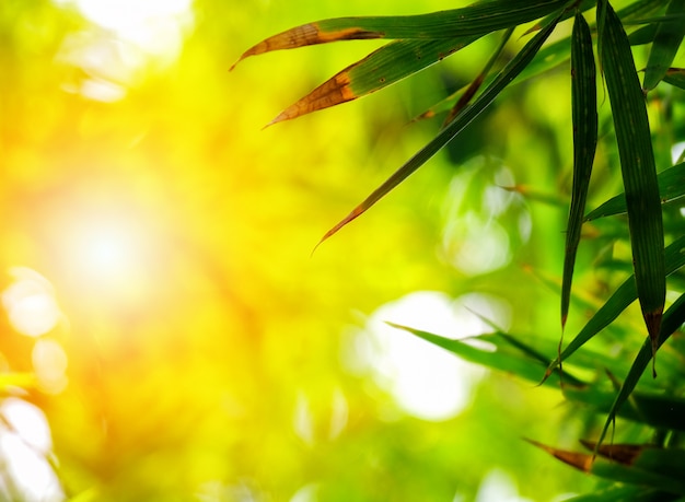 El cierre encima de la vista de las hojas del bambú de la naturaleza en fondo borroso del árbol del verdor con luz del sol