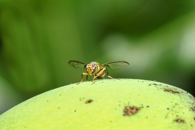 Cierre de flor amarilla mosca en mango