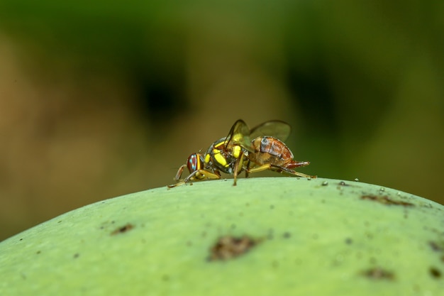 Cierre de flor amarilla mosca en mango