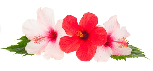 Cierre en flor de hibisco rosa y rojo aislado