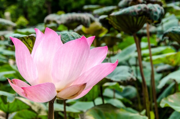 Cierre de flor de loto rosa en pantano: fondo de loto y pantano