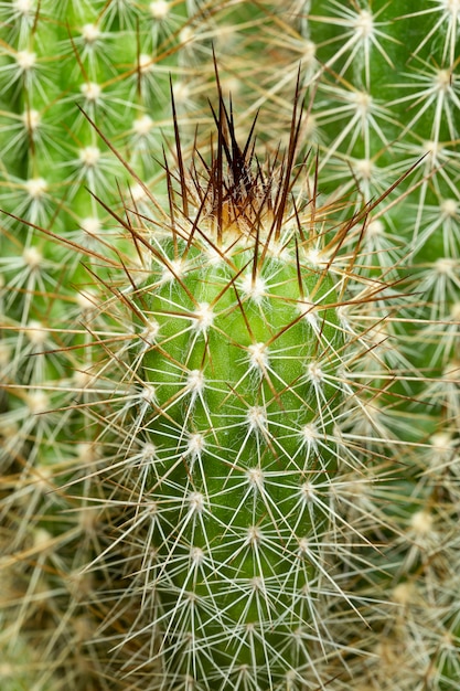 Cierre de fondo de cactus echinopsis en el jardín.