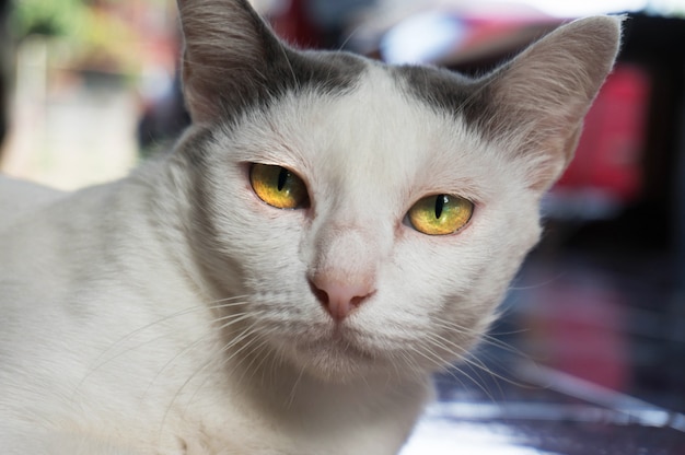 Cierre del gato principal para arriba.