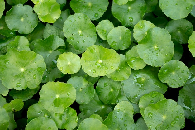 Cierre de gota de agua en Gotu hojas de kola, Asia pennywort, India pennywort, fondo de hoja verde, Tiger Herbal